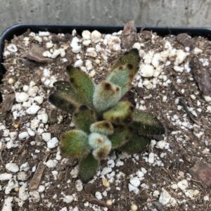Kalanchoe tomentosa "Chocolate Soldier"