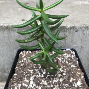 Crassula tetragona "Mini Pine"