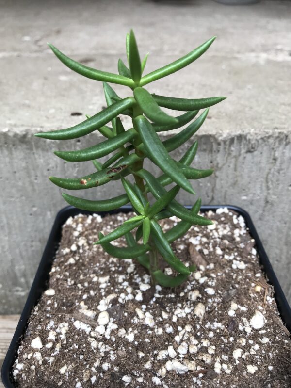 Crassula tetragona "Mini Pine"