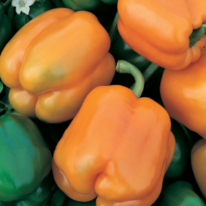 Muscato Orange Bell Pepper