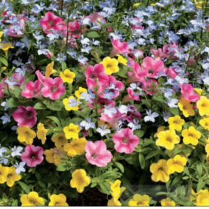 Pink Lemonade Mix Combo Pot