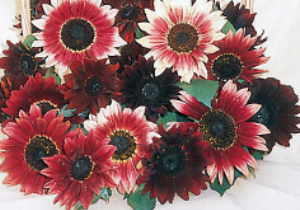 Ruby Moon Mix Sunflower