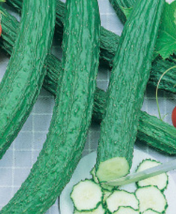 Japanese Suyo Long Cucumber (Burpless)