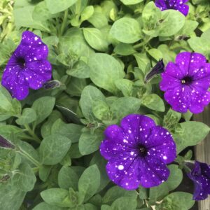 Splash Dance Bolero Blue Petunia (Vegetative)
