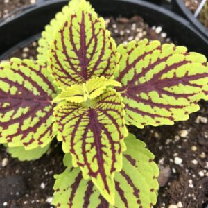 Main St - Venice Boulevard Coleus