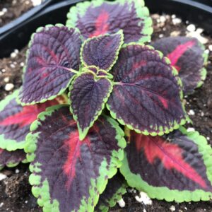 Main St - Orchard Road Coleus