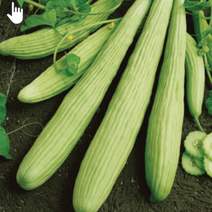 Armenian Pale Green Cucumber