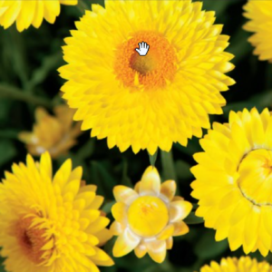 Bracteantha (aka Strawflower)