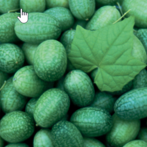 Cucamelon (Mexican Sour Gherkin)