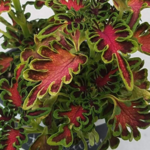 Under the Sea "Electric Coral" Coleus