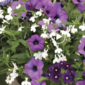 Grape Expectations Combo Pot