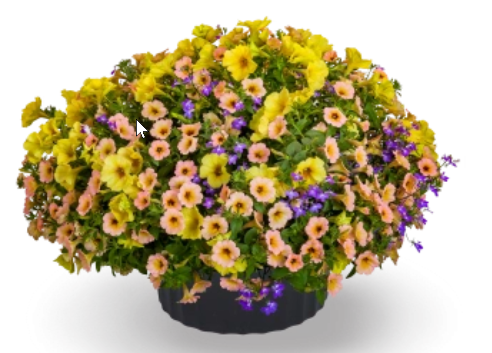 Island In The Sun Combo Pot