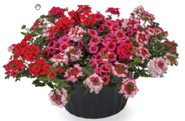 Little Piece of My Heart Mix Combo Pot