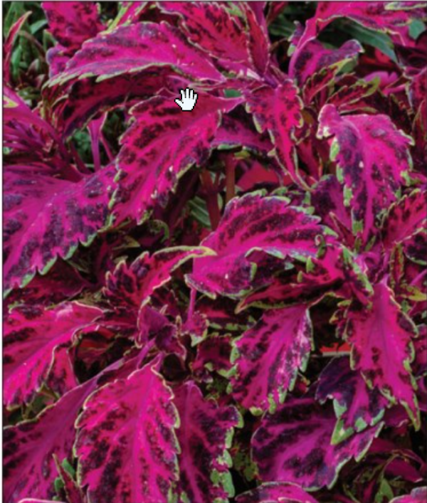 Pink Fizz Coleus