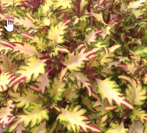 Under the Sea “Sea Monkey Apricot” Coleus – Domann's Plants