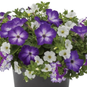 Spring Showers Mix Combo Pot