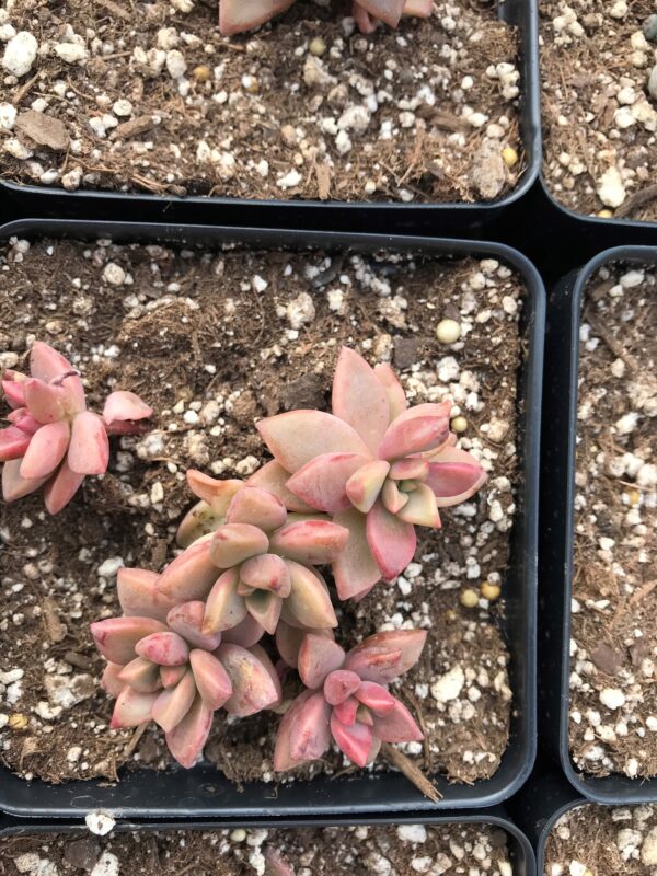 Graptosedum "Alpenglow"