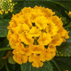 Bandolista Pineapple Lantana (Vegetative)