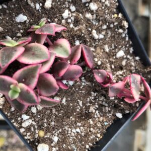 Crassula "Calico Kitten"