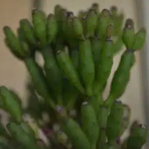 Rhipsalis "Drunkards Dream"