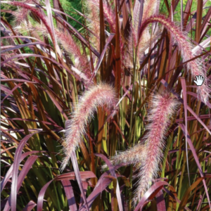 Fountain Grass
