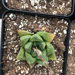 Haworthia "Green Juice"