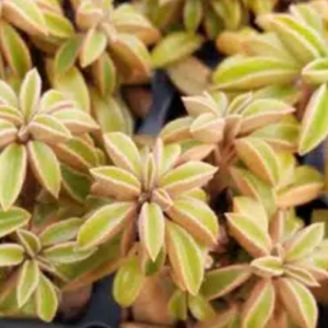 Pepperomia "Wolfgang"