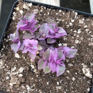 Tradescantia "Pink Panther"