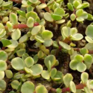 Portulacaria Afra "Rainbow Bush"
