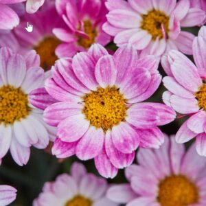 Argyranthemum (Daisy)