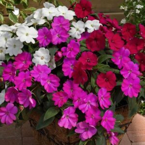 Impatiens
