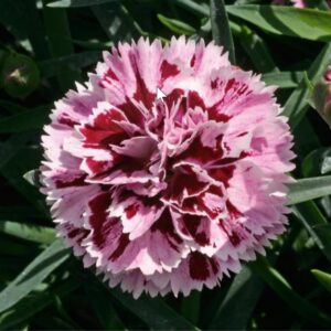 Dianthus