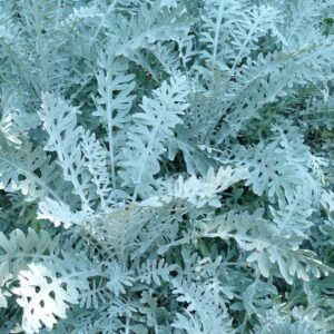 Dusty Miller