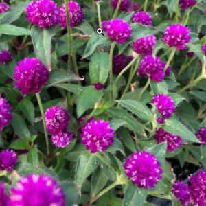 Gomphrena