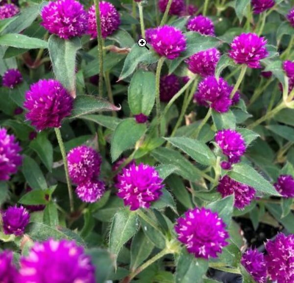 Gomphrena Pinball Purple (Vegetative)