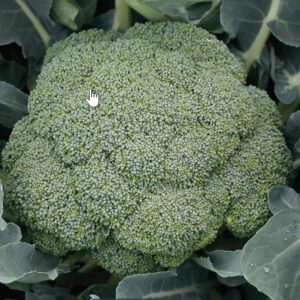 Green Magic Hybrid Broccoli Flat