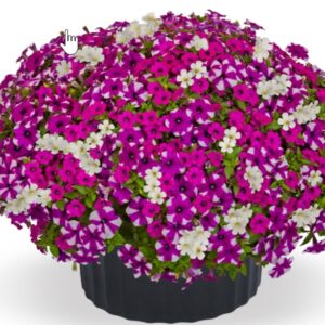 Itsy Bitsy Mix Combo Pot