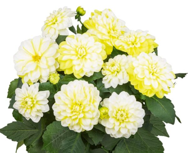 Hypnotica Lemon Swirl Dahlia