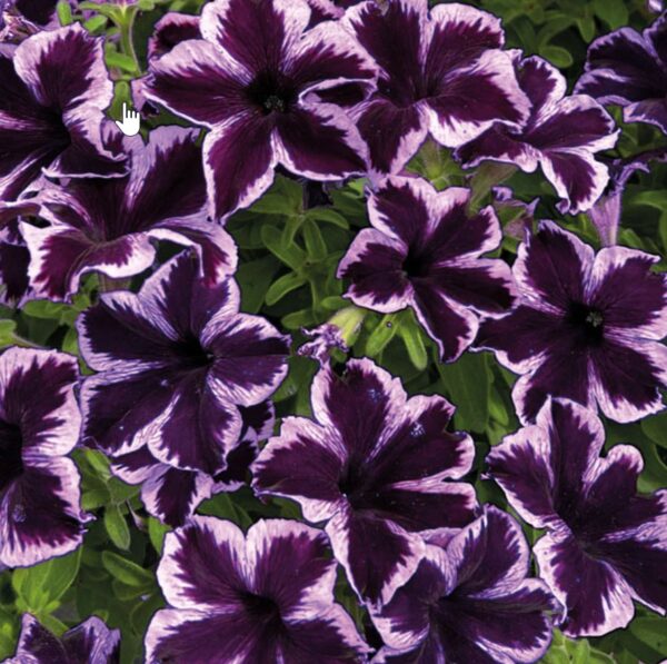 Crazytunia Cosmic Violet Petunia (Vegetative)