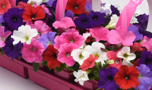 Petunia Easy Wave Formula Mix (2-pak)