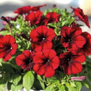 Crazytunia Gingersnap Petunia (Vegetative)