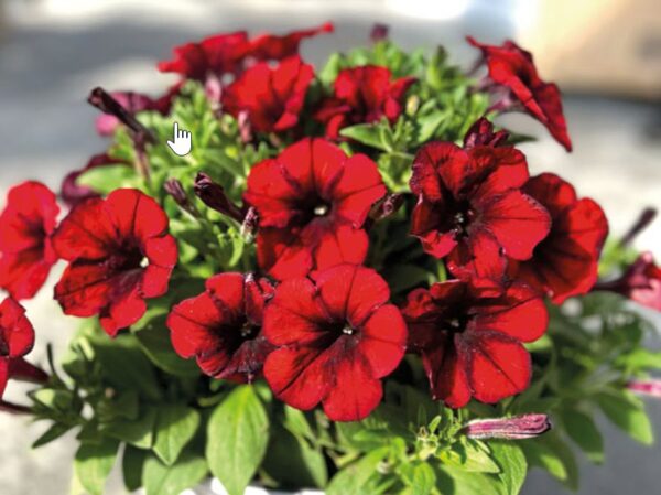 Crazytunia Gingersnap Petunia (Vegetative)