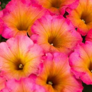 Mayan Sunset Petunia (Vegetative)