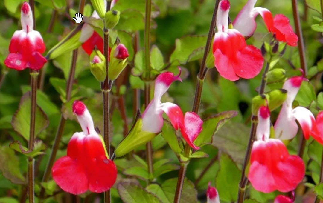 Hot Lips Salvia (Vegetative) – Domann's Plants