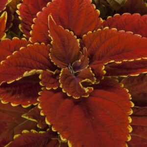 Talavera Sienna Coleus