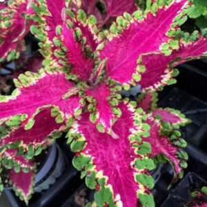 Under the Sea "Electric Eel" Coleus