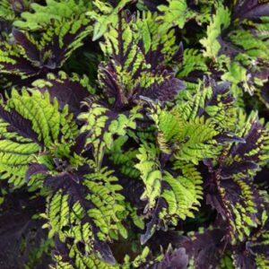 Under the Sea "Fish Net" Coleus