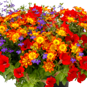 Disco Inferno Mix Combo Pot