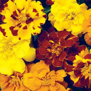 Durango Outback Marigold 3-Pak