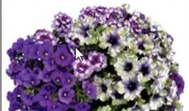 Amazonas Mist Combo Pot